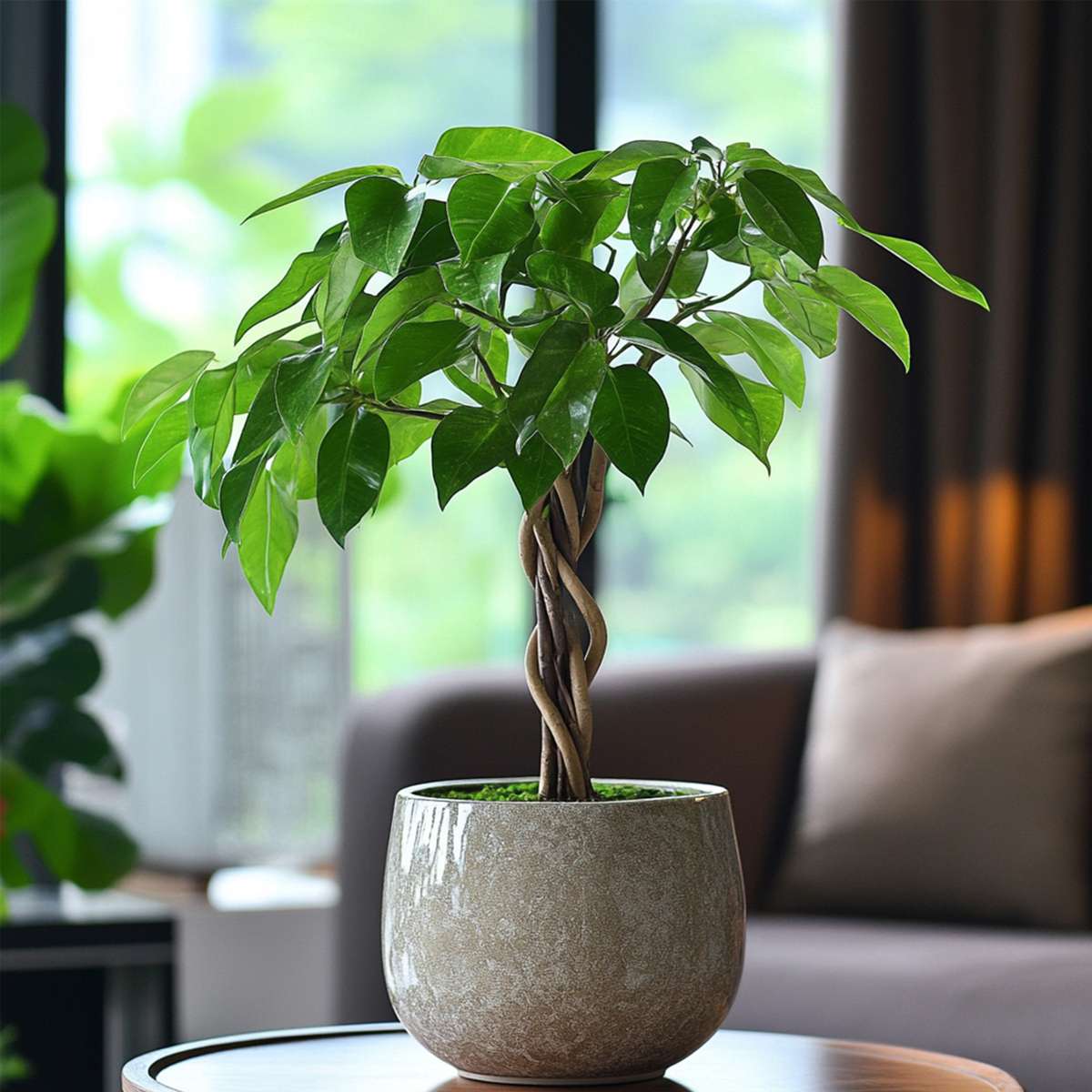 Arbre à argent - Set de 2 - Pachira aquatica - Hauteur 60-70cm - ⌀17cm