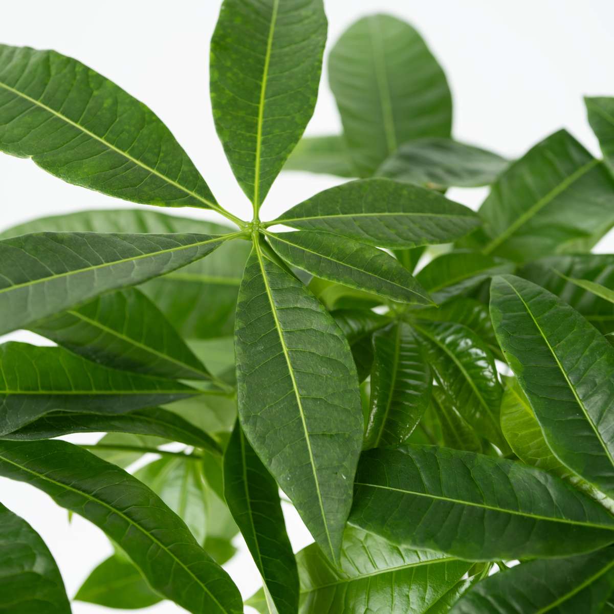 Arbre à argent - Set de 2 - Pachira aquatica - Hauteur 60-70cm - ⌀17cm