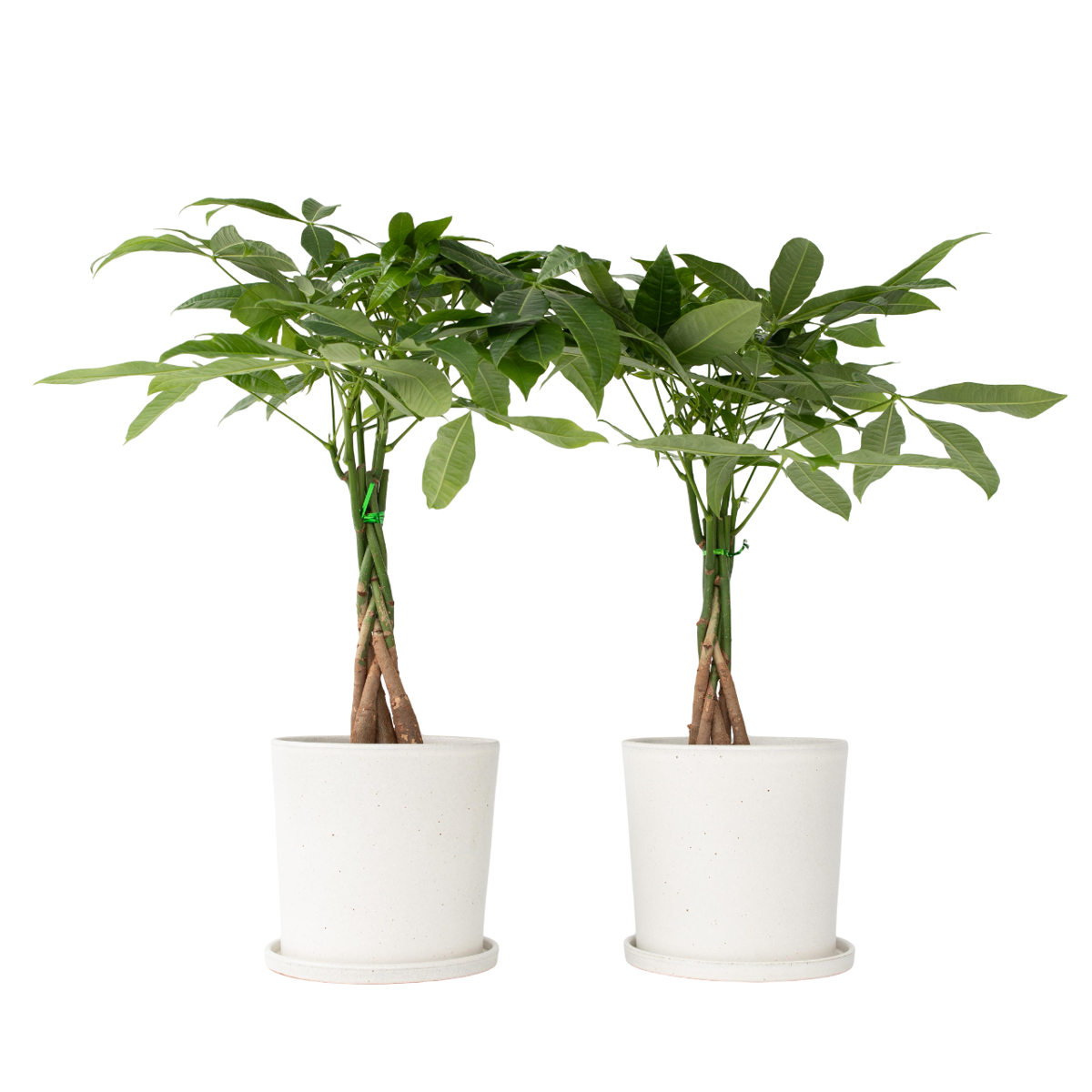 Arbre à argent - Set de 2 - Pachira aquatica - Hauteur 60-70cm - ⌀17cm