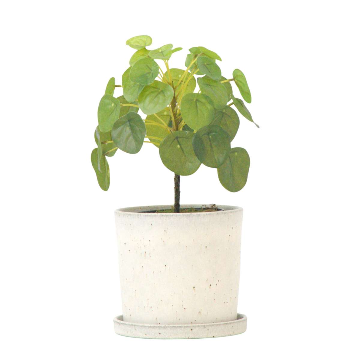 Pilea Peperomioides artificiel - Hauteur 30cm