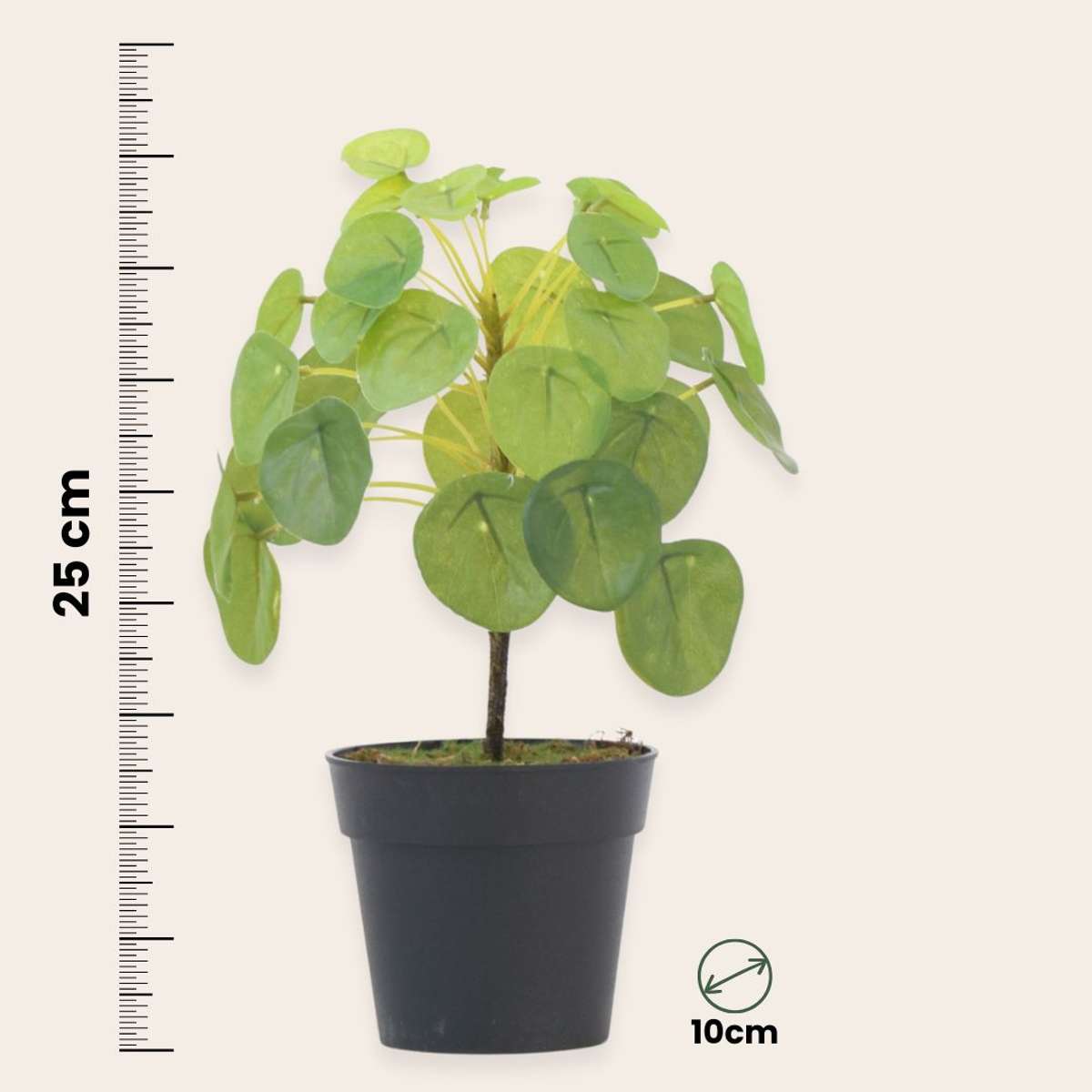 Pilea Peperomioides artificiel - Hauteur 30cm