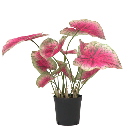 Caladium artificiel - Hauteur 60cm
