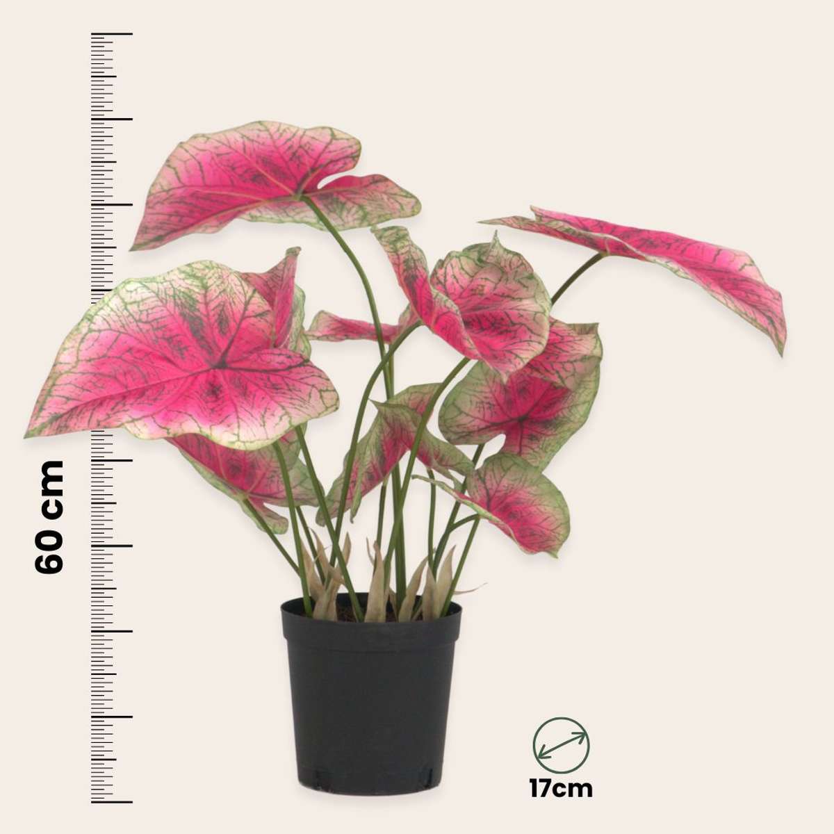 Caladium artificiel - Hauteur 60cm