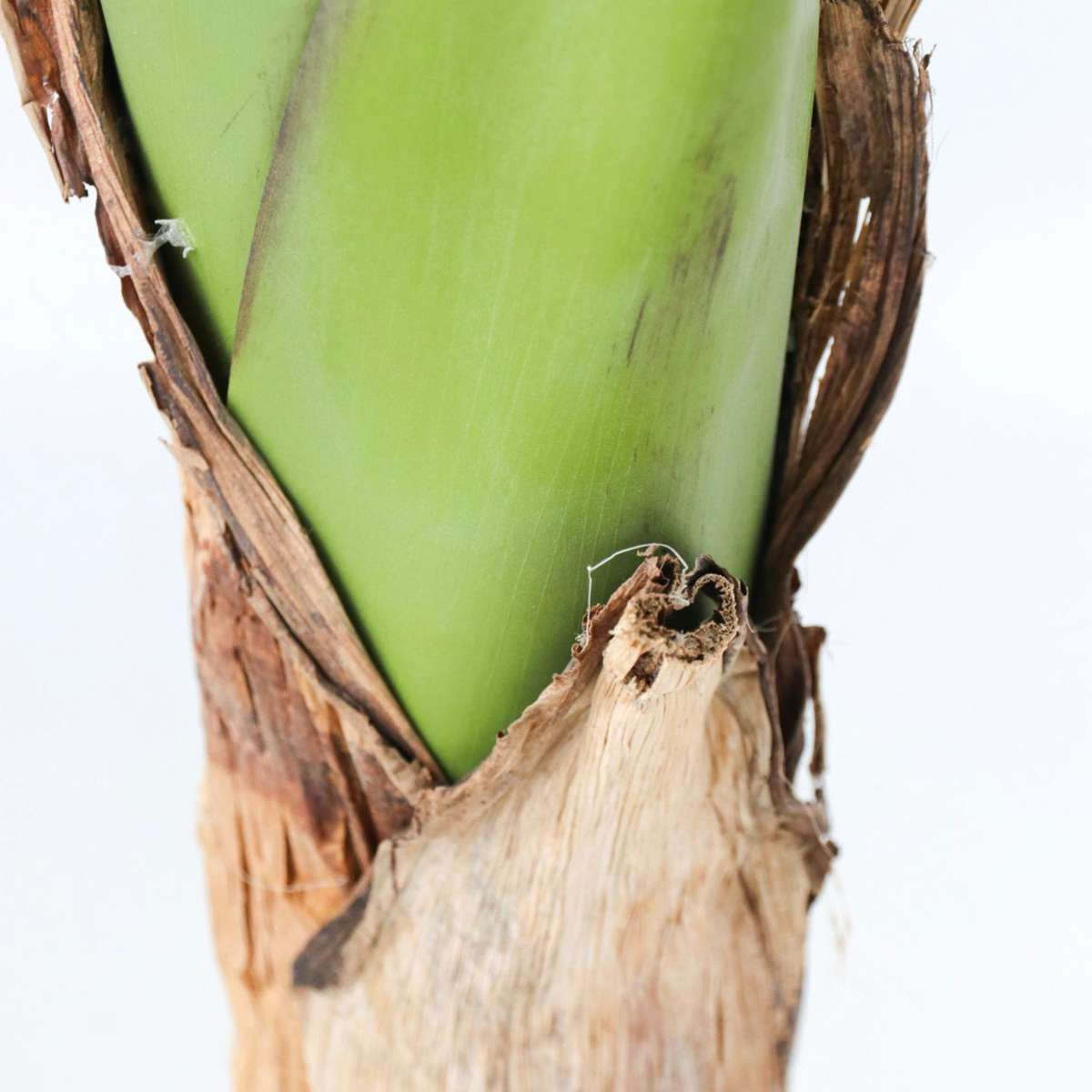 Bananier Musa artificiel - Hauteur 150cm