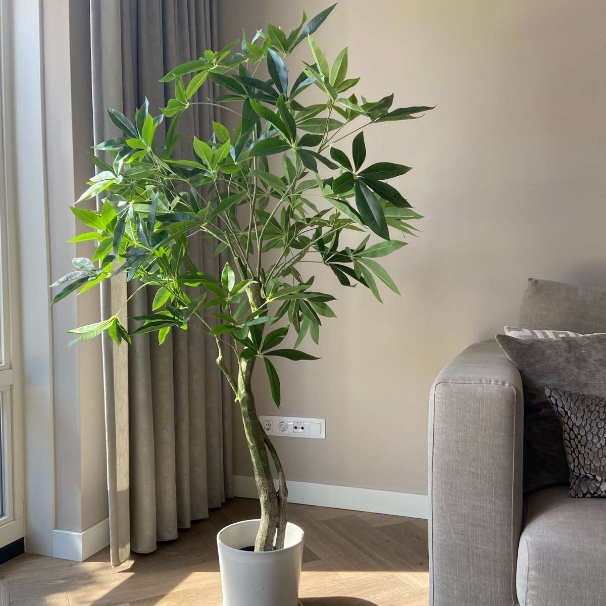 Pachira artificiel - Hauteur 120cm