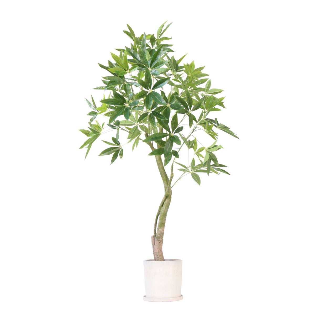 Pachira artificiel - Hauteur 120cm