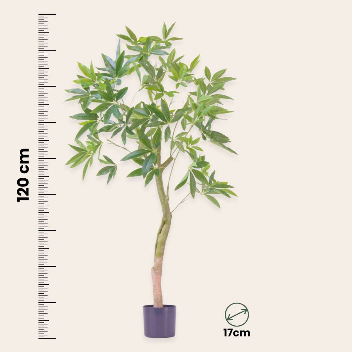 Pachira artificiel - Hauteur 120cm