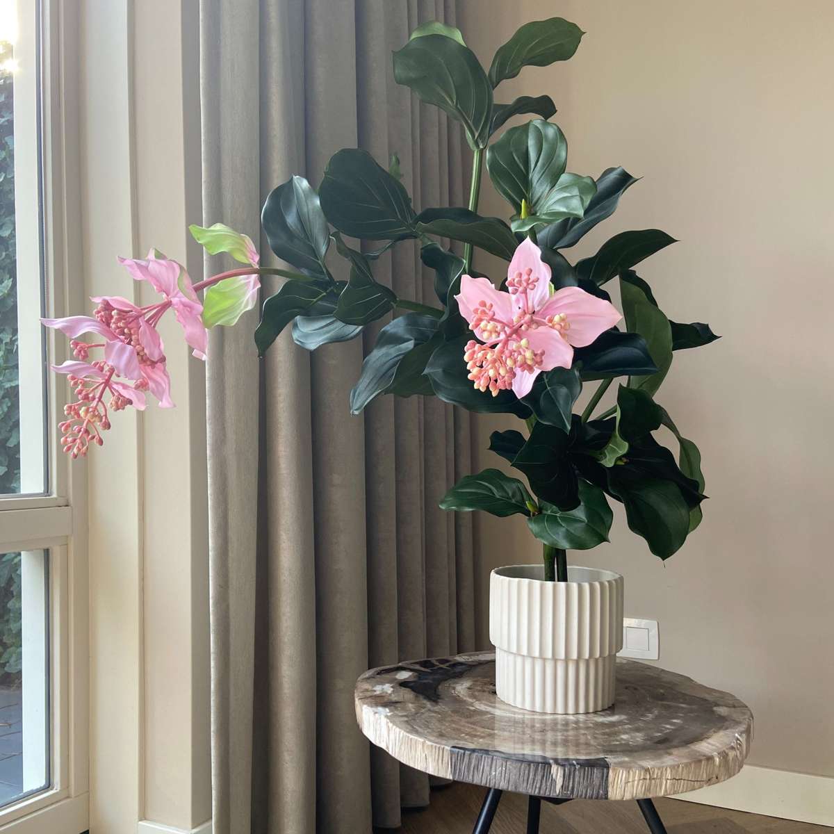 Medinilla Magnifica artificielle - Hauteur 85cm