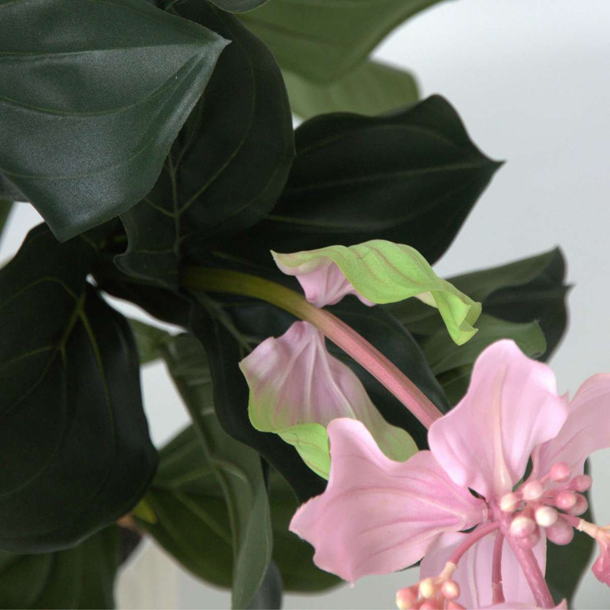 Medinilla Magnifica artificielle - Hauteur 85cm