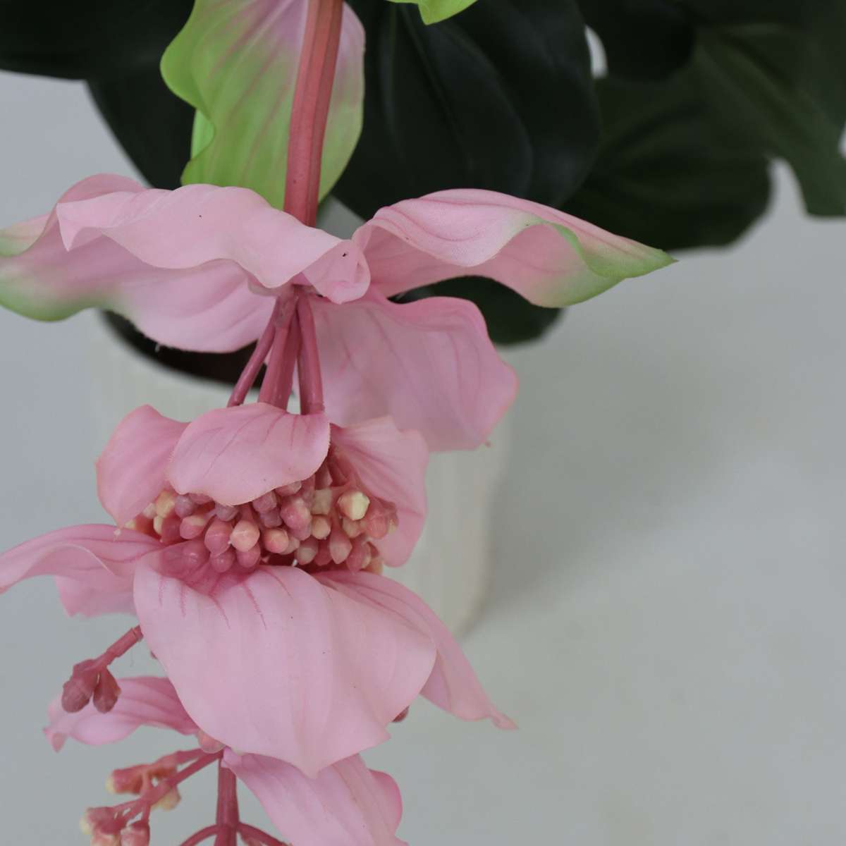 Medinilla Magnifica artificielle - Hauteur 85cm