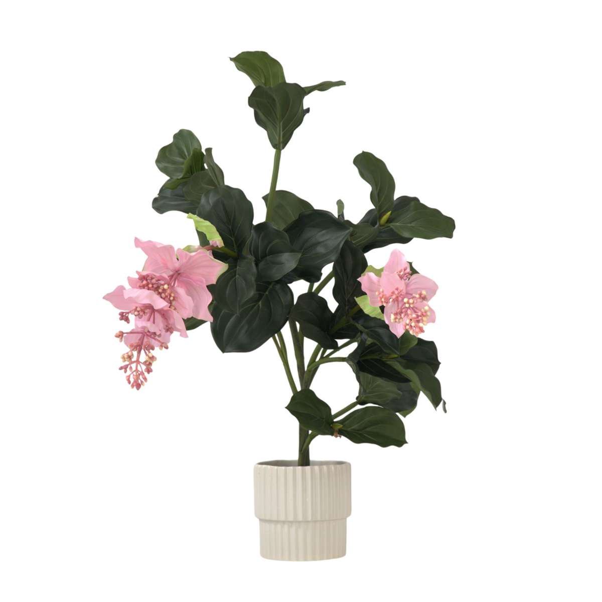 Medinilla Magnifica artificielle - Hauteur 85cm