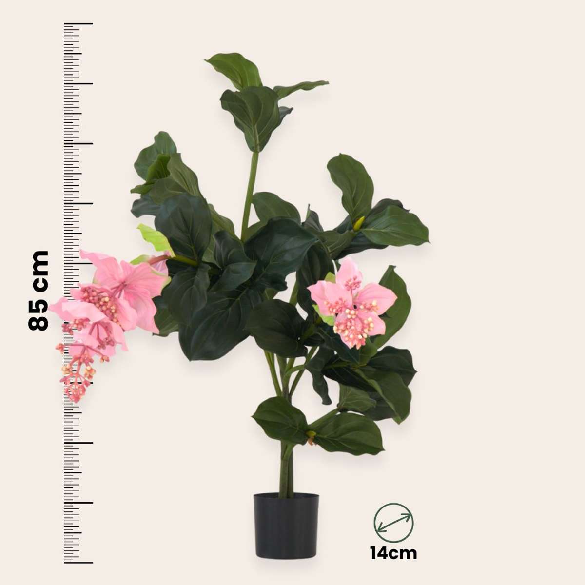 Medinilla Magnifica artificielle - Hauteur 85cm