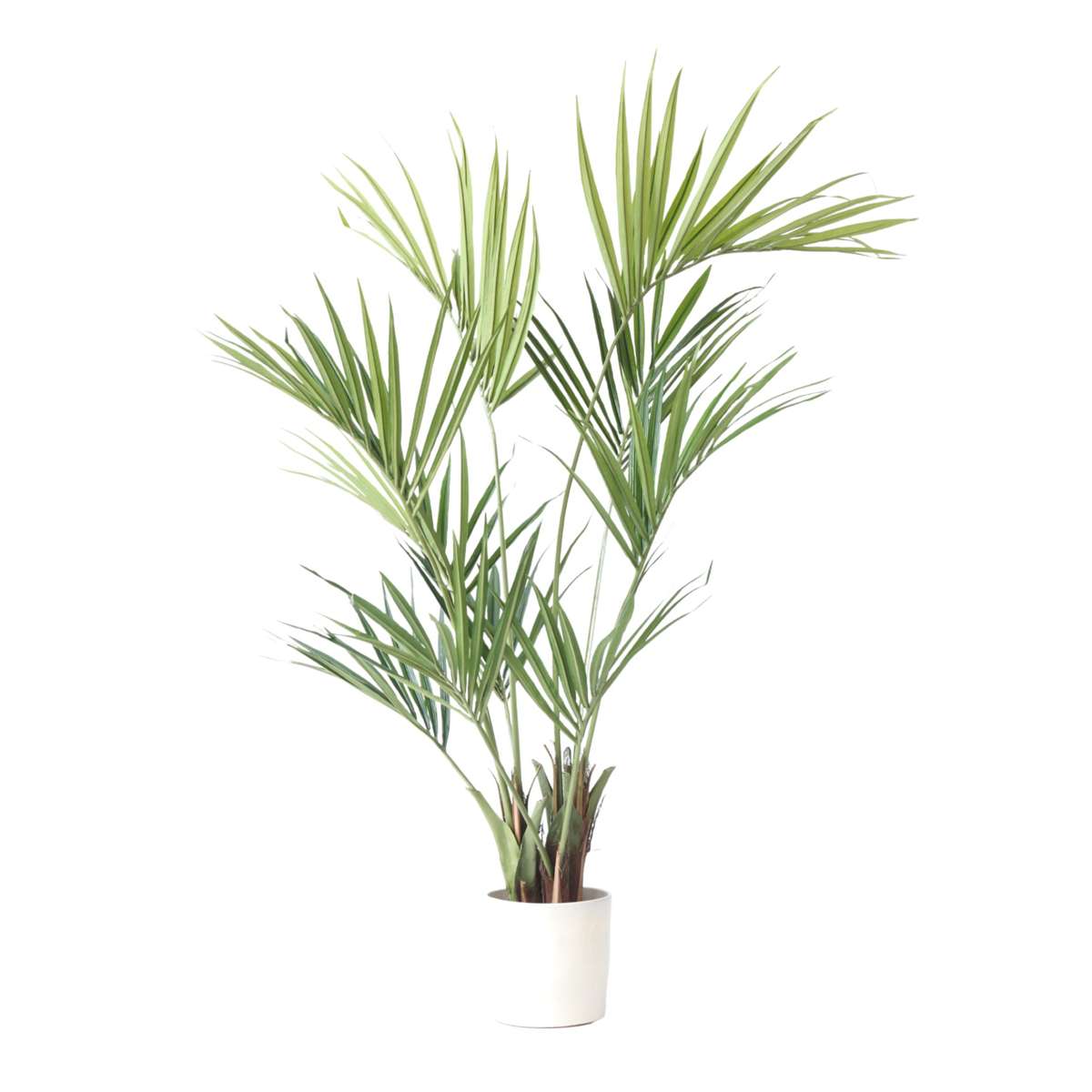 Kentia artificiel - Hauteur 150cm