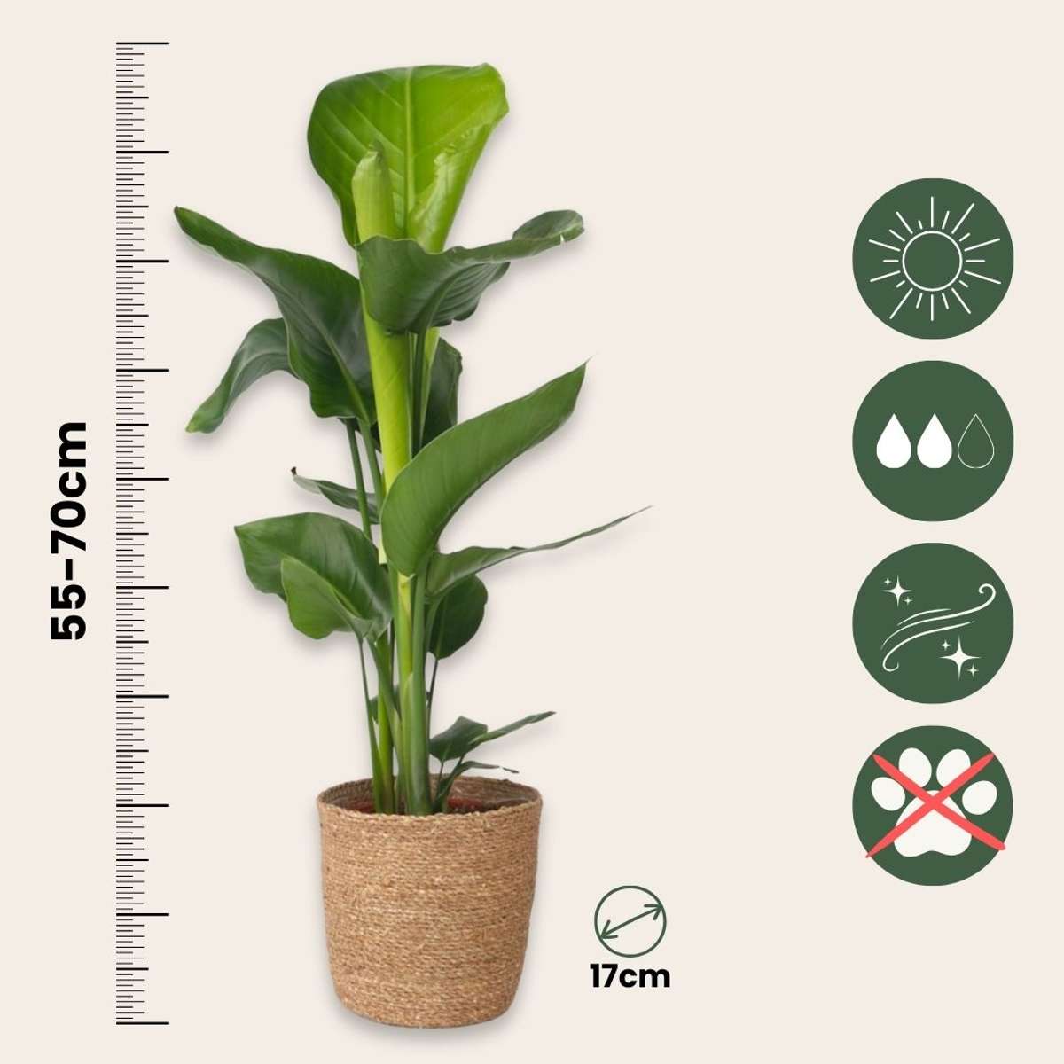 Oiseau de paradis - Strelitzia nicolai - Hauteur 55-70cm - ⌀17cm