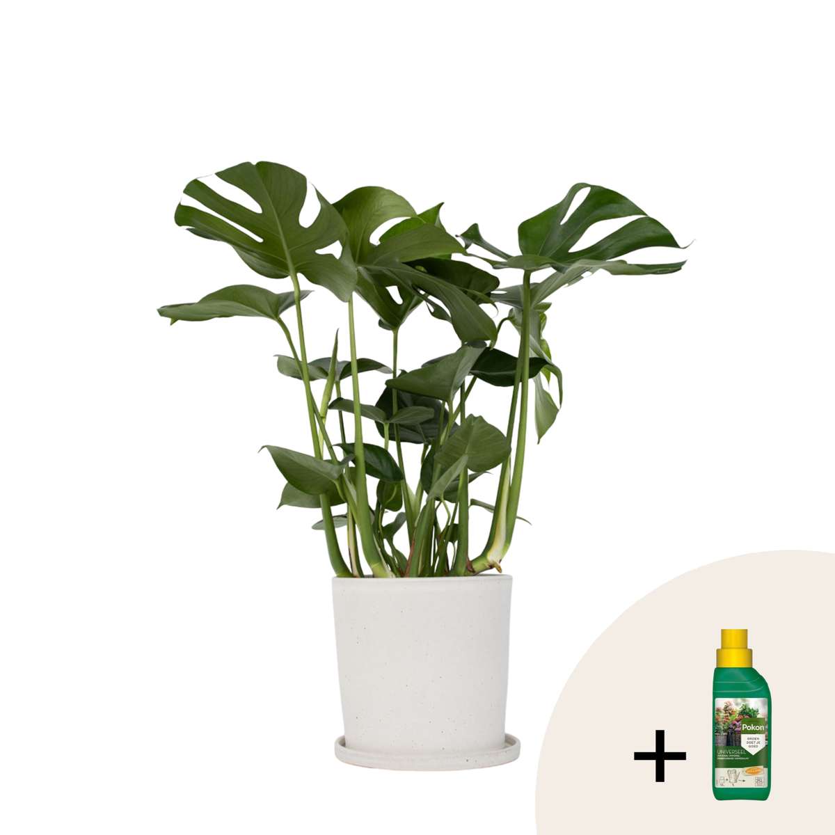 Plante à trous - Monstera deliciosa - Hauteur 70-80cm - ⌀21cm