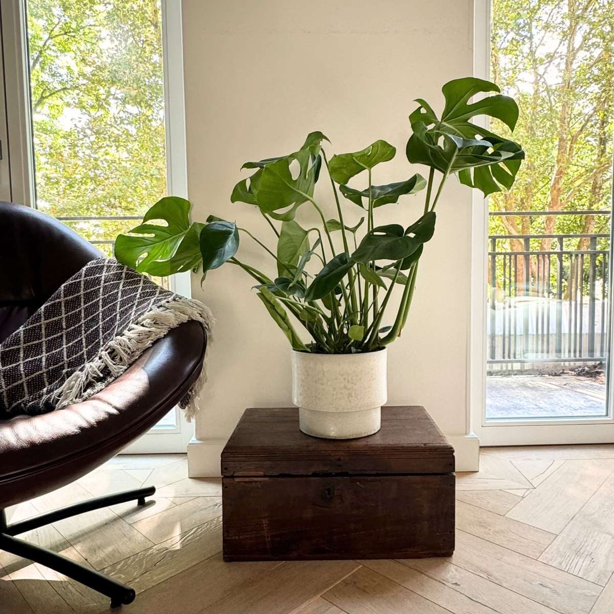Plante à trous - Monstera deliciosa - Hauteur 70-80cm - ⌀21cm