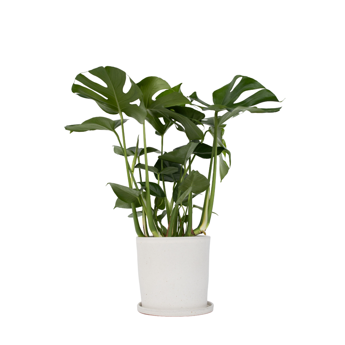 Plante à trous - Monstera deliciosa - Hauteur 70-80cm - ⌀21cm