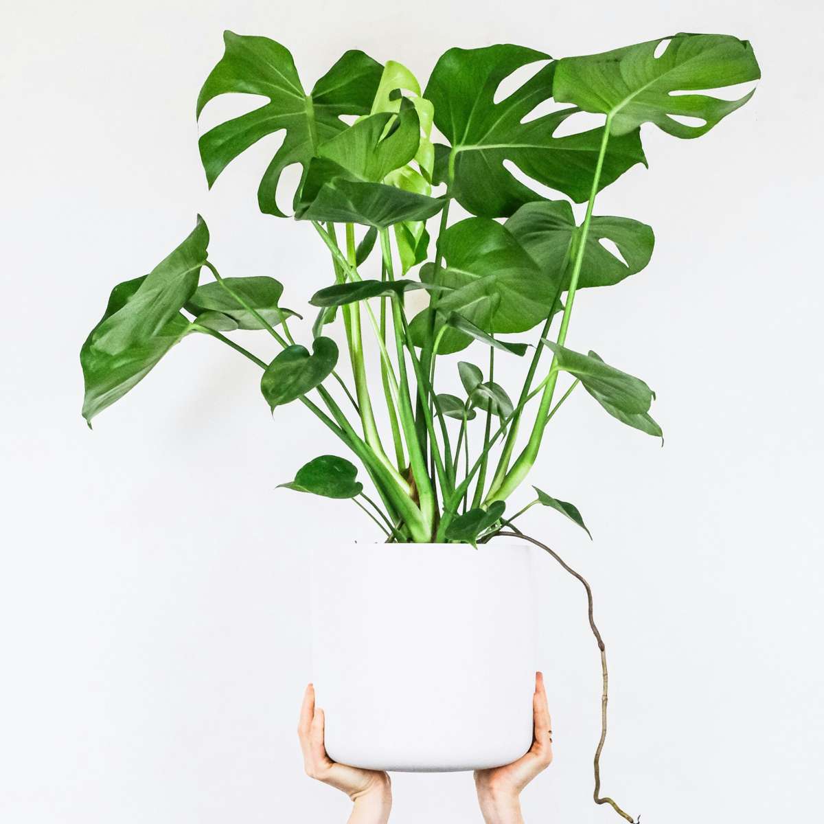 Plante à trous - Monstera deliciosa - Hauteur 70-80cm - ⌀21cm
