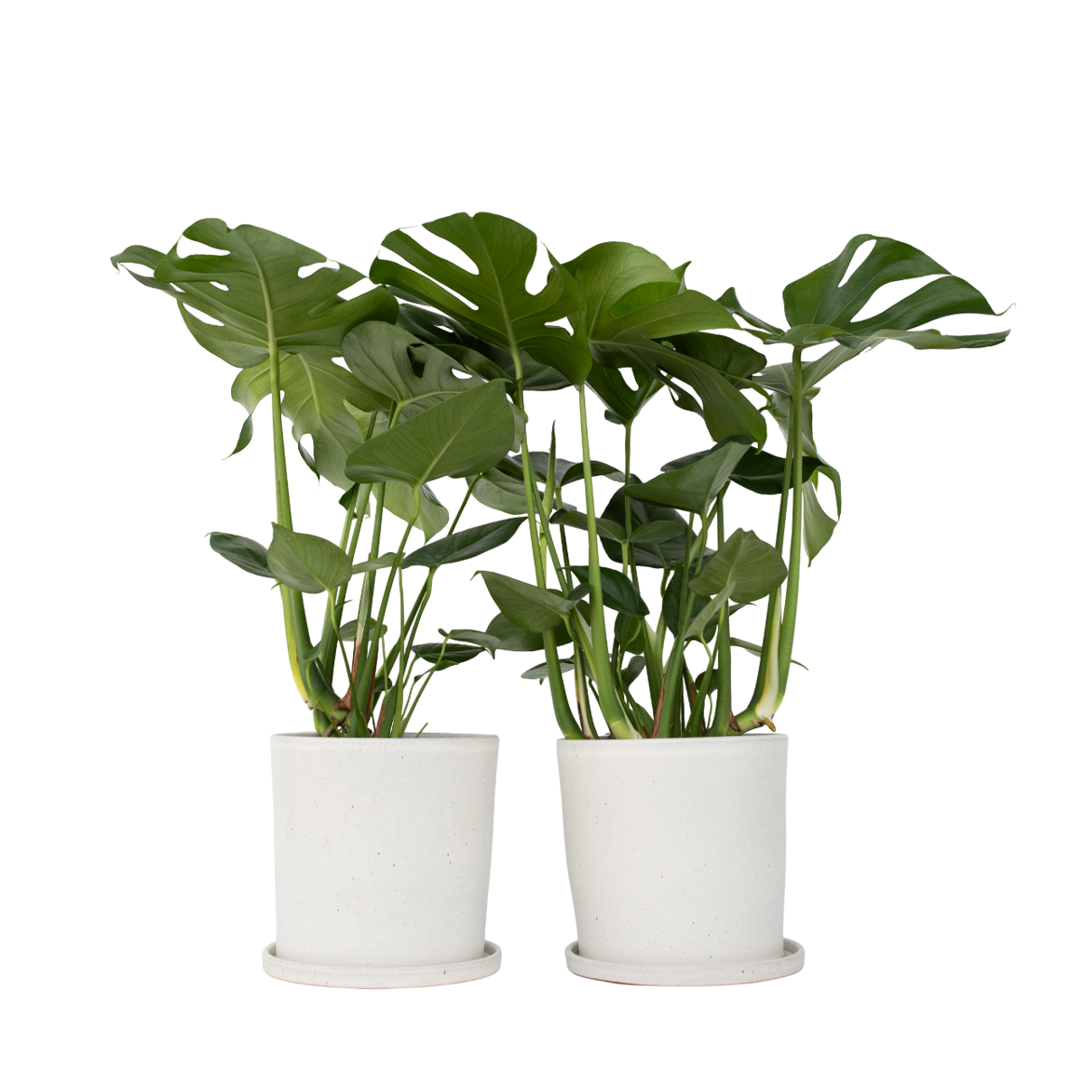 Plante à trous - Set de 2 - Monstera deliciosa - Hauteur 70-80cm - ⌀21cm