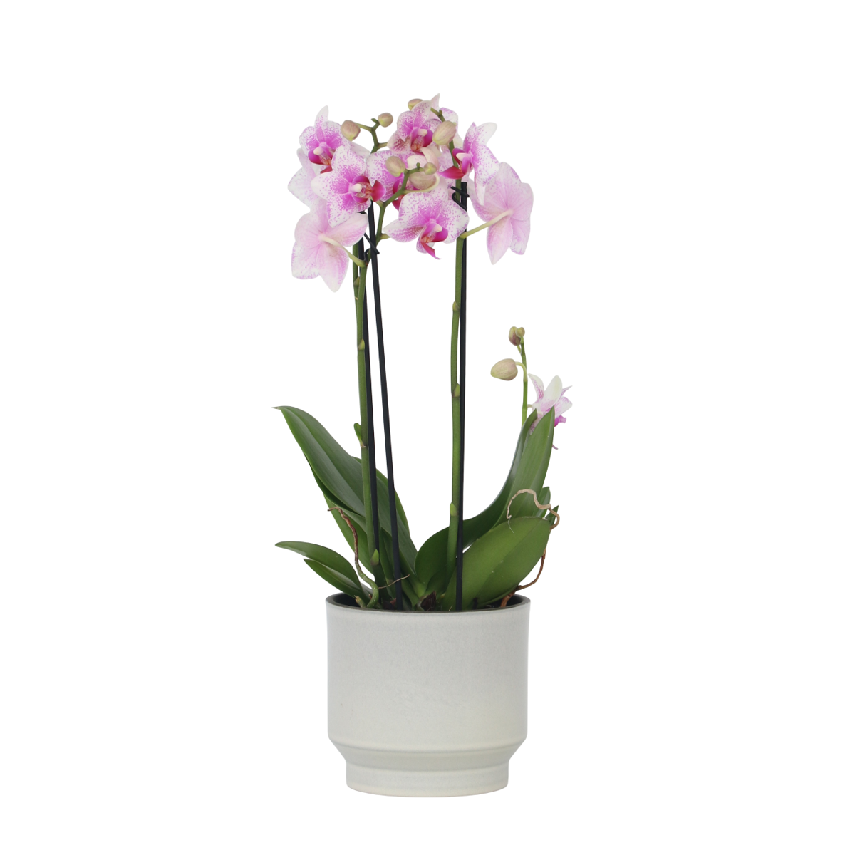 Orchidée papillon - Phalaenopsis Multiflora - Hauteur 35-45cm - ⌀12cm