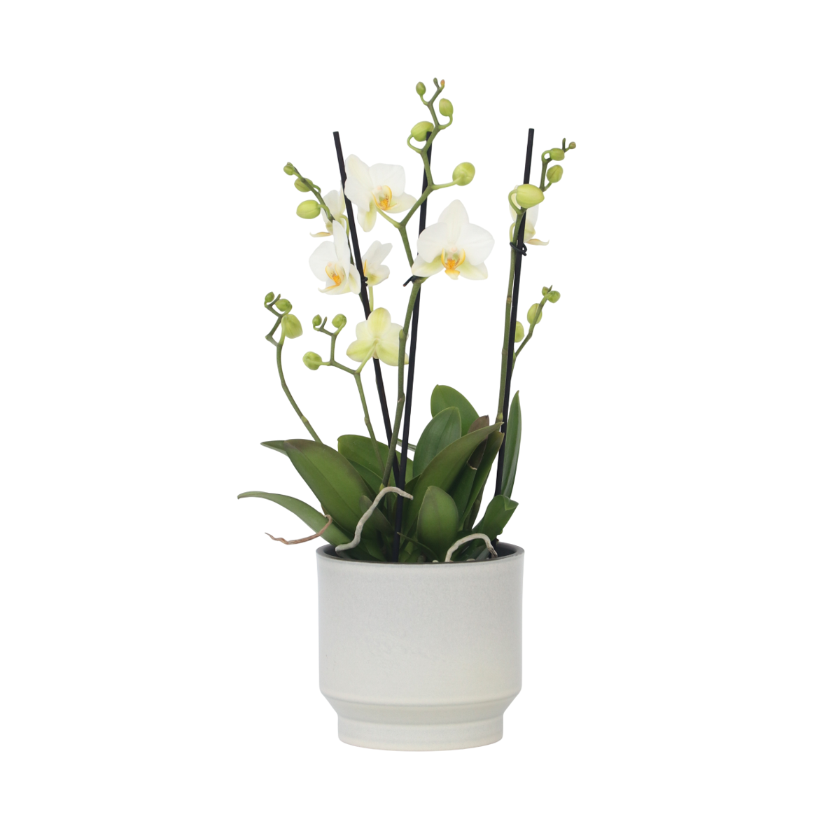 Orchidée papillon - Phalaenopsis Multiflora - Hauteur 35-45cm - ⌀12cm