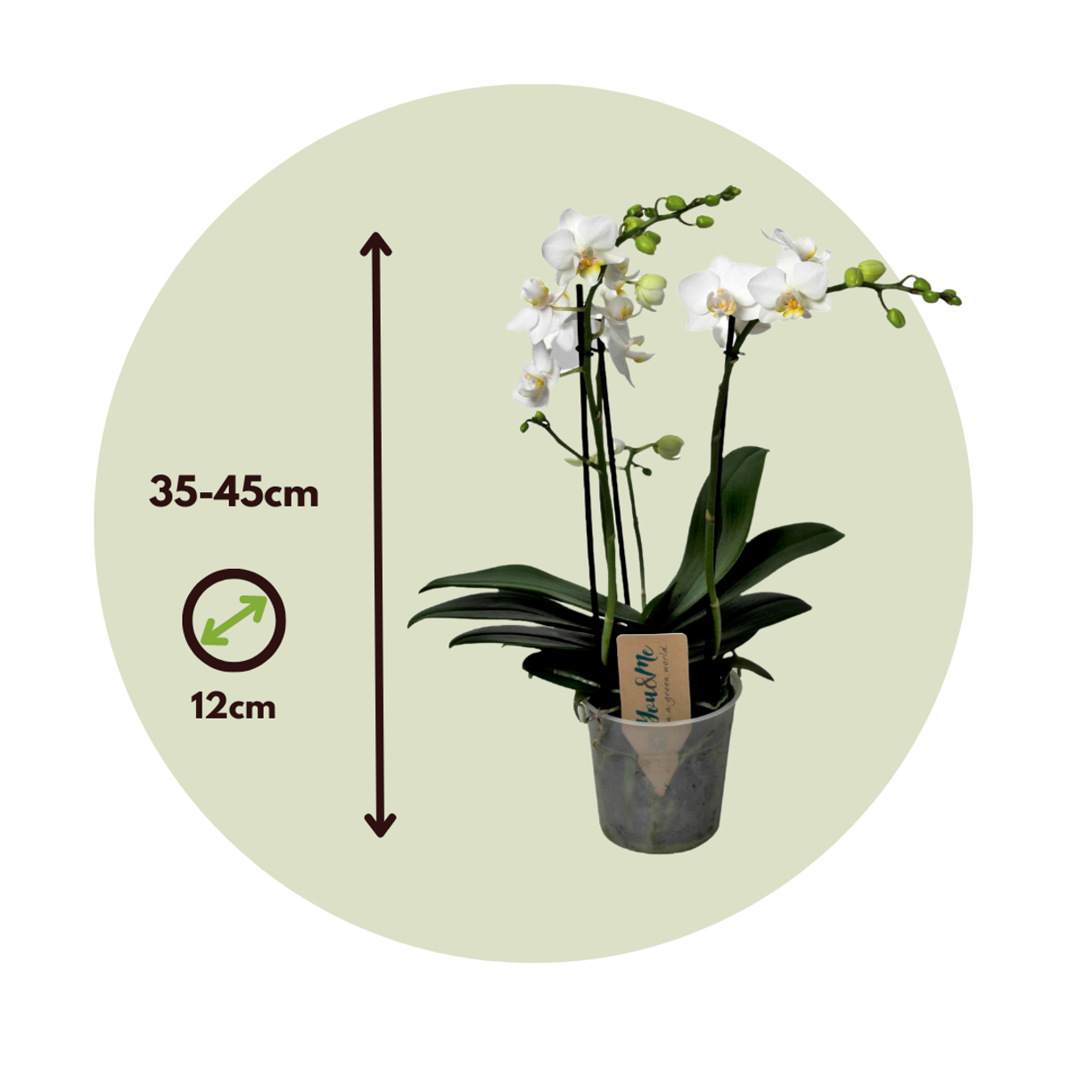 Orchidée papillon - Phalaenopsis Multiflora - Hauteur 35-45cm - ⌀12cm