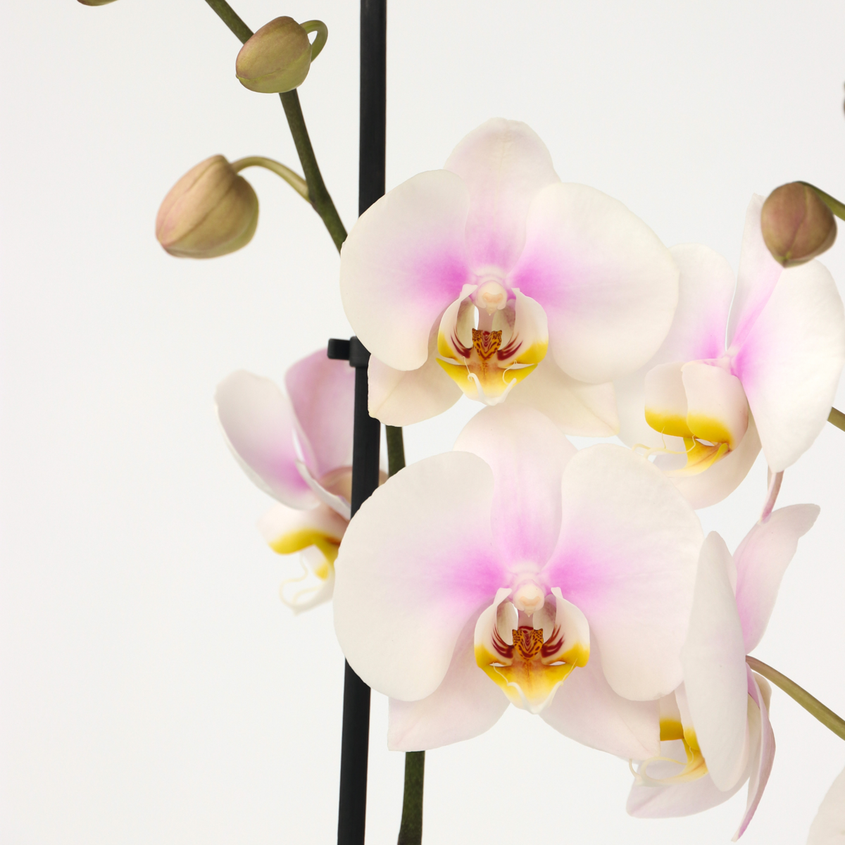 Orchidée papillon - Phalaenopsis - Hauteur 50-60cm - ⌀12cm - TD Plantz