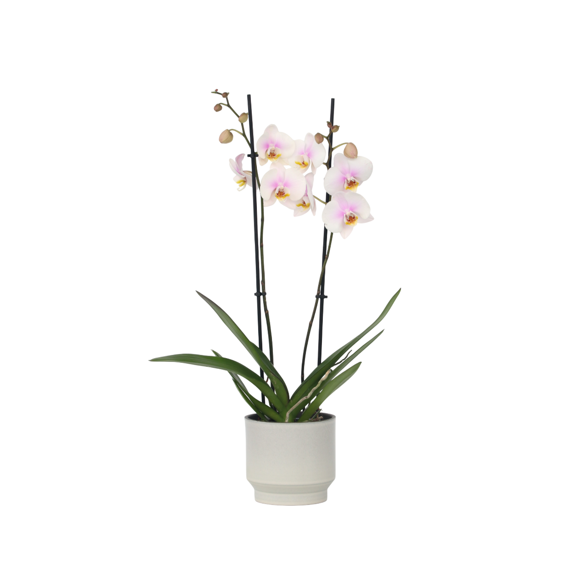 Orchidée papillon - Phalaenopsis - Hauteur 50-60cm - ⌀12cm - TD Plantz