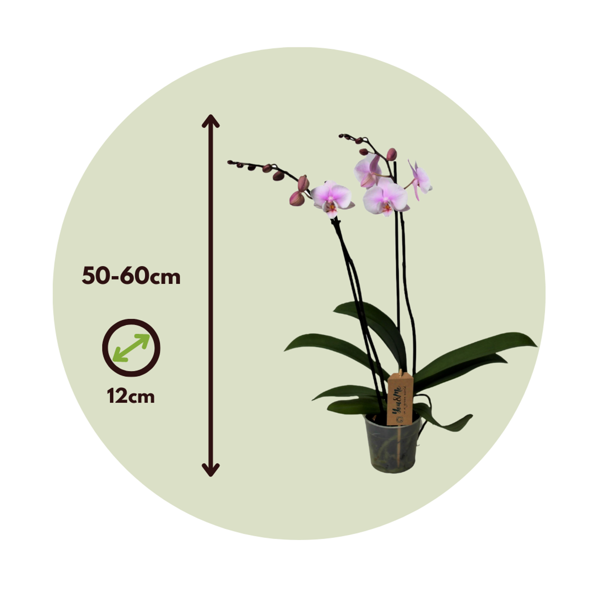 Orchidée papillon - Phalaenopsis - Hauteur 50-60cm - ⌀12cm - TD Plantz