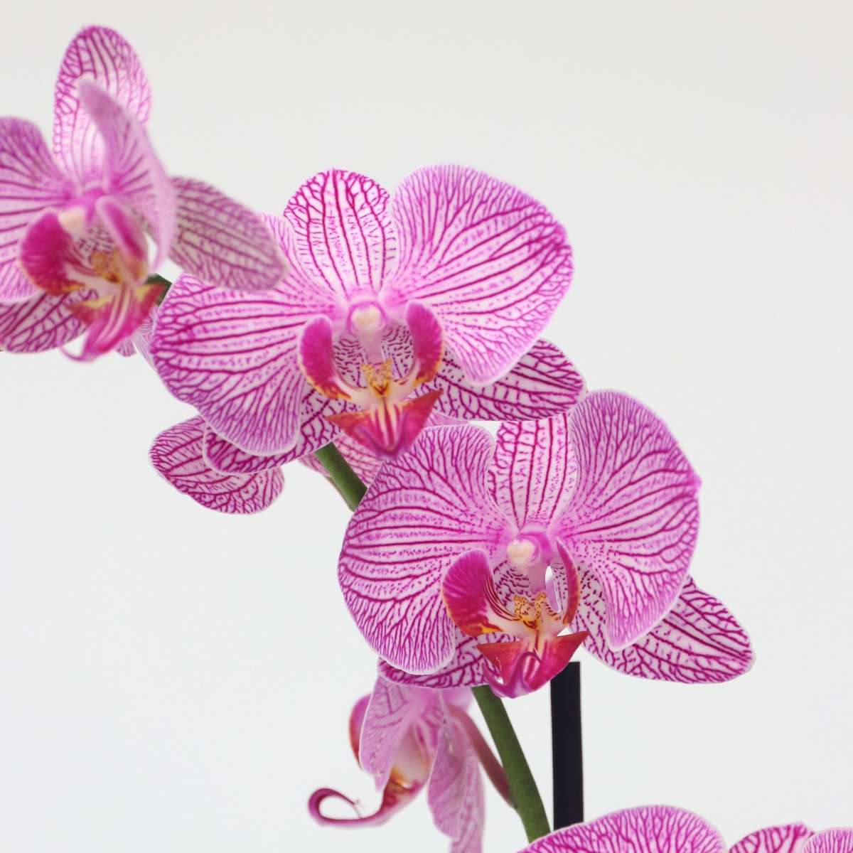 Orchidée papillon - Phalaenopsis - Hauteur 50-60cm - ⌀12cm