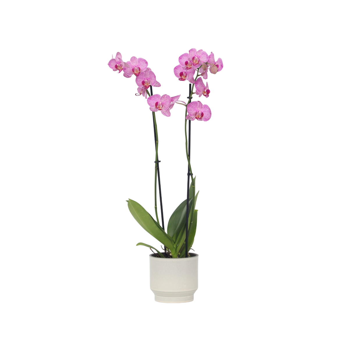 Orchidée papillon - Phalaenopsis - Hauteur 50-60cm - ⌀12cm