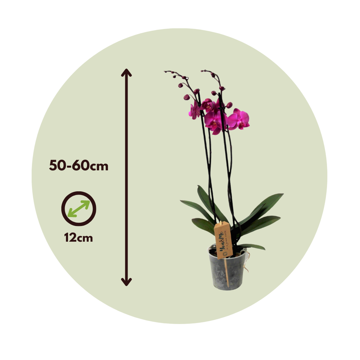 Orchidée papillon - Phalaenopsis - Hauteur 50-60cm - ⌀12cm