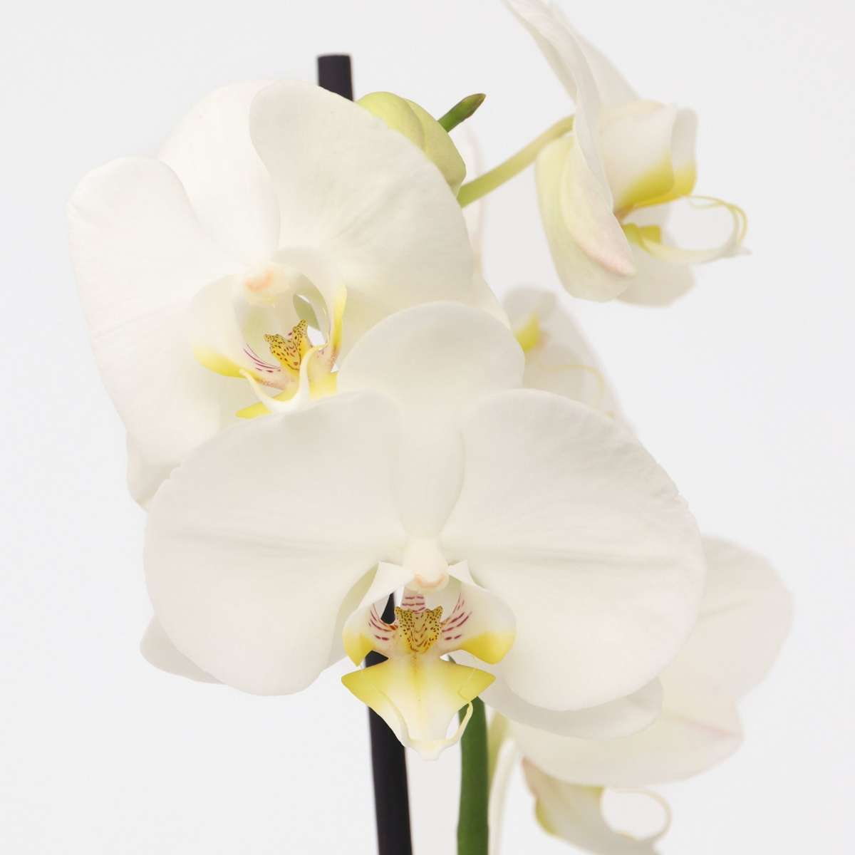 Orchidée papillon - Phalaenopsis - Hauteur 50-60cm - ⌀12cm - TD Plantz