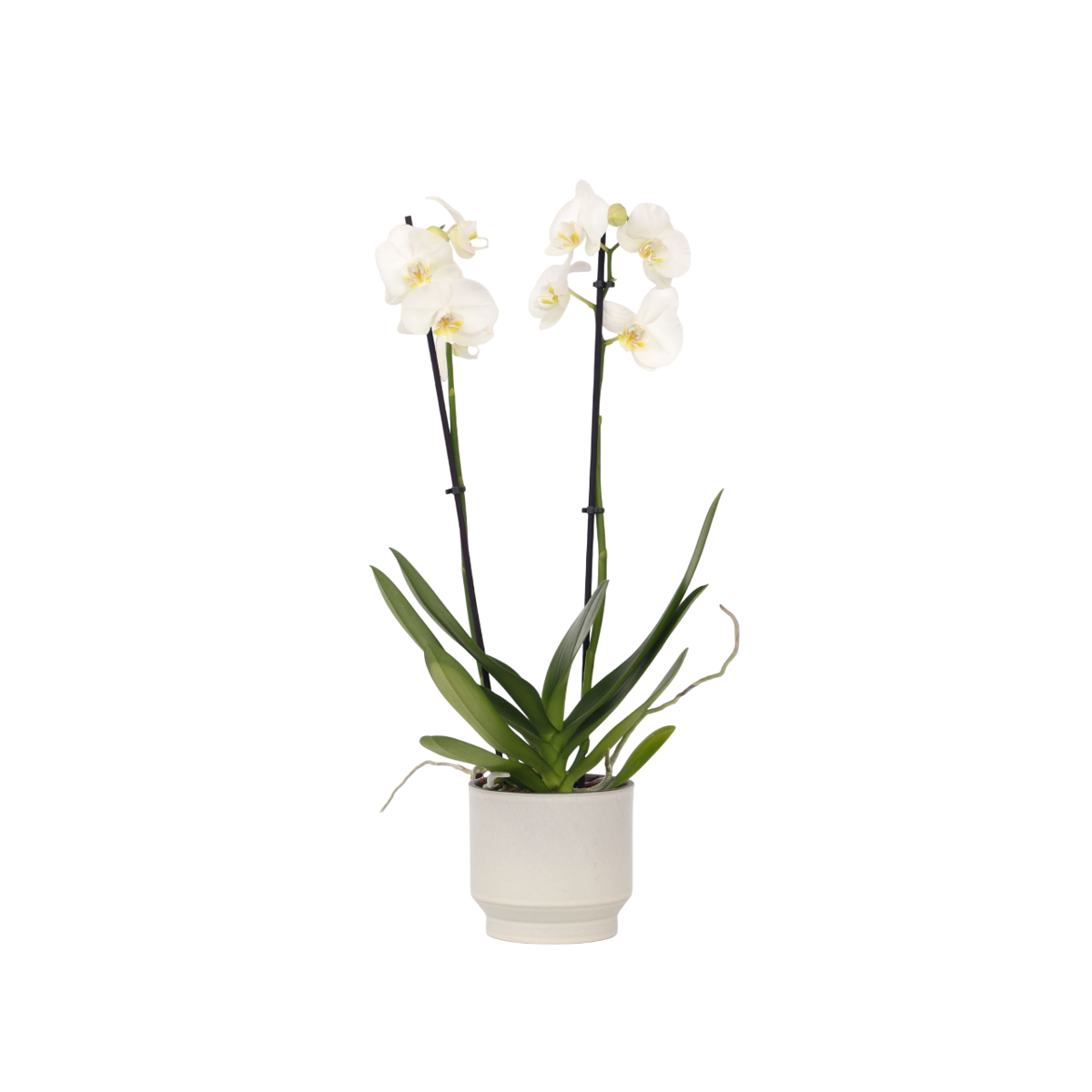Orchidée papillon - Phalaenopsis - Hauteur 50-60cm - ⌀12cm - TD Plantz