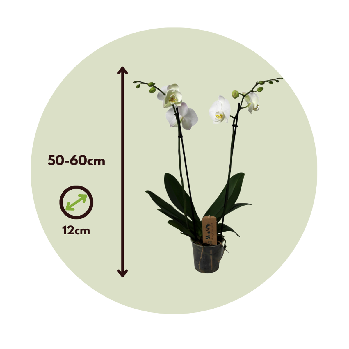Orchidée papillon - Phalaenopsis - Hauteur 50-60cm - ⌀12cm - TD Plantz