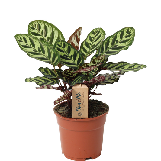 Calathée - Calathea 'Makoyana' - Hauteur 40-50cm - ⌀17cm