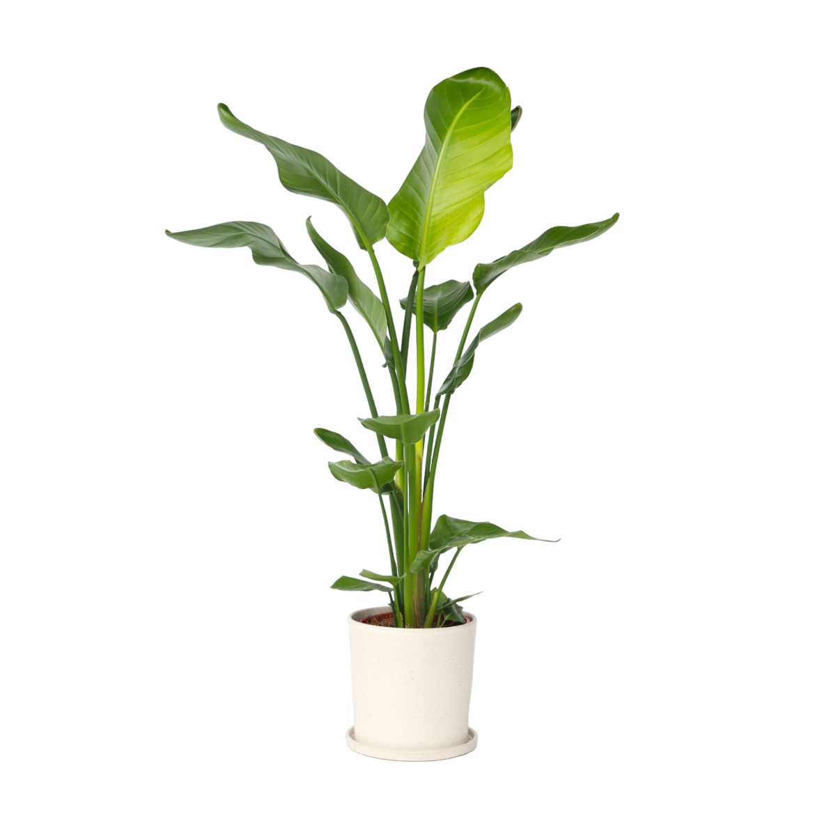Oiseau de paradis - Strelitzia nicolai - Hauteur 90-110cm - ⌀21cm