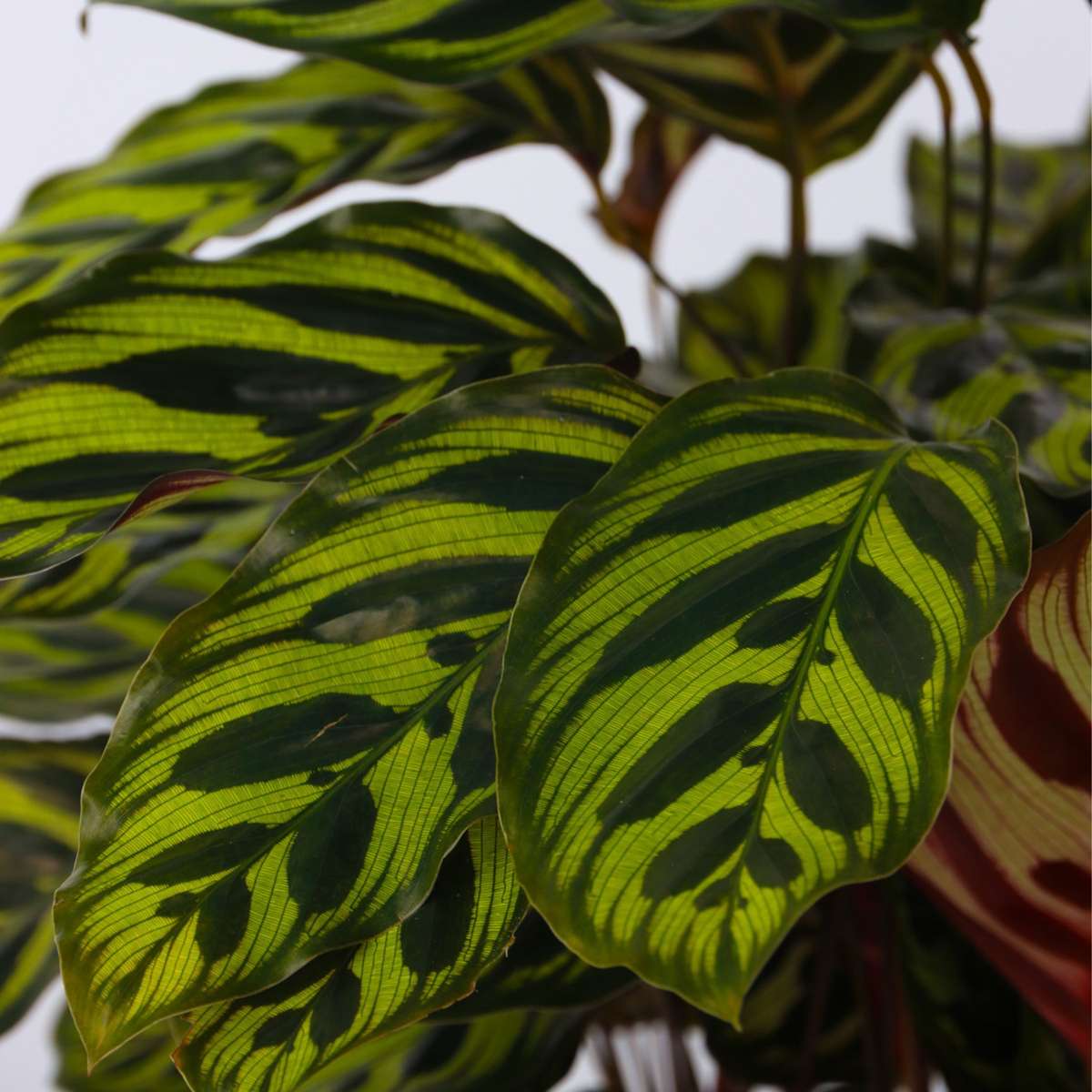 Calathée - Calathea 'Makoyana' - Hauteur 60-70cm - ⌀21cm