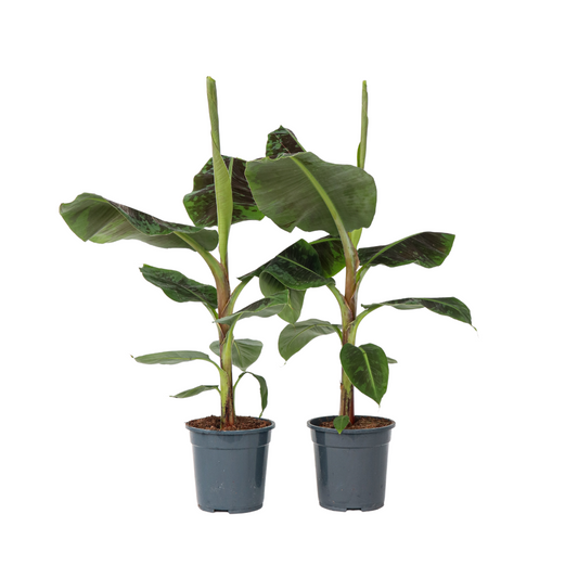 Bananaier nain - Set de 2 - Musa 'Dwarf Cavendish' - Hauteur 90-100cm - ⌀21cm