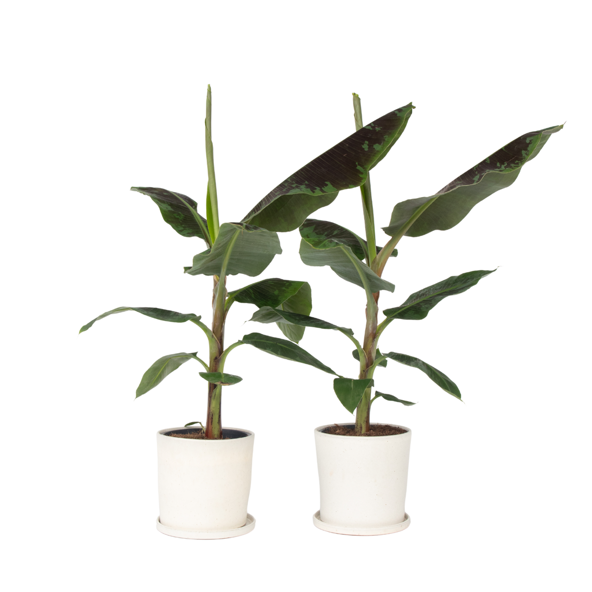 Bananaier nain - Set de 2 - Musa 'Dwarf Cavendish' - Hauteur 90-100cm - ⌀21cm