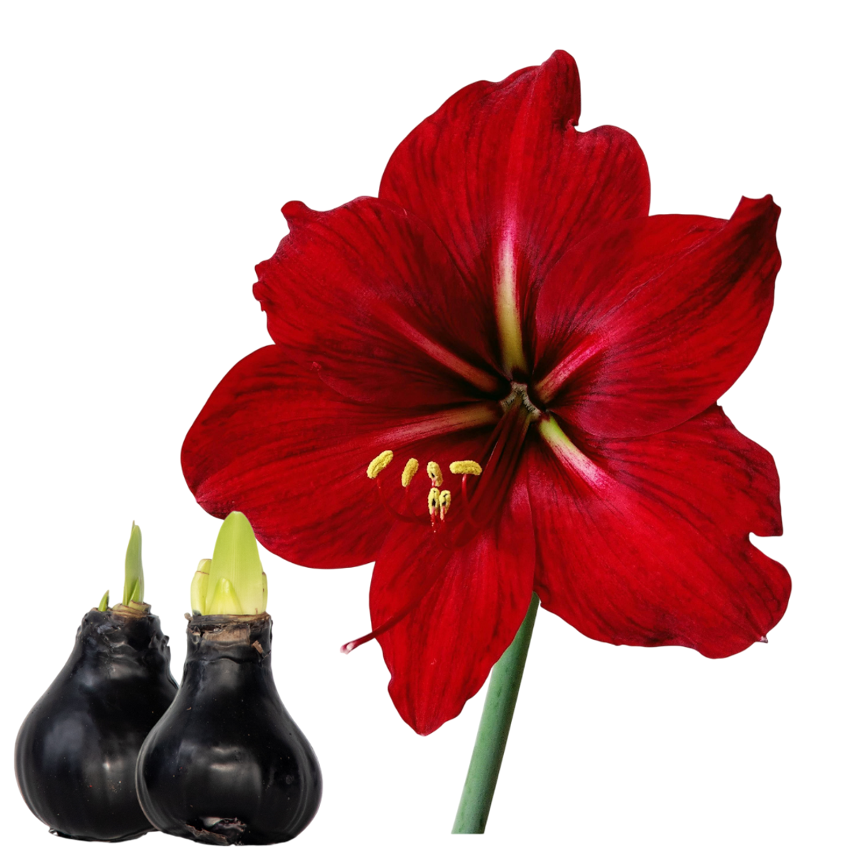 Amaryllis - hippeastrum 'Wax Black' - Bulbe de fleur - Rouge