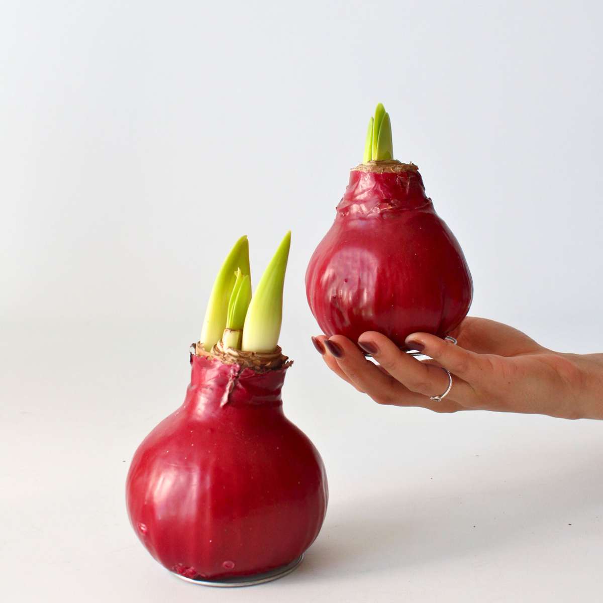 Amaryllis - Hippeastrum 'Wax Bordeaux' - Bulbe de fleur - Rouge