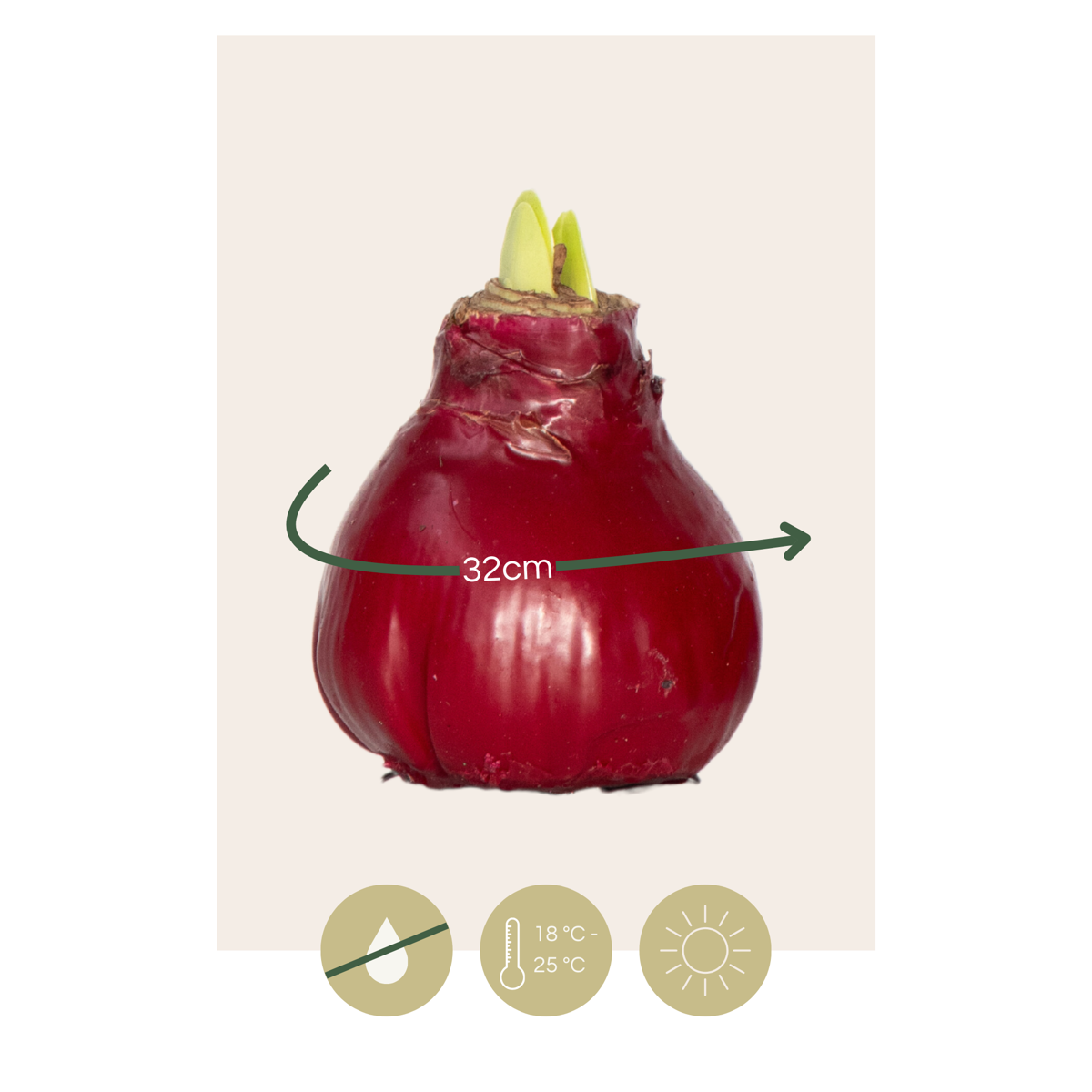 Amaryllis - Hippeastrum 'Wax Bordeaux' - Bulbe de fleur - Rouge