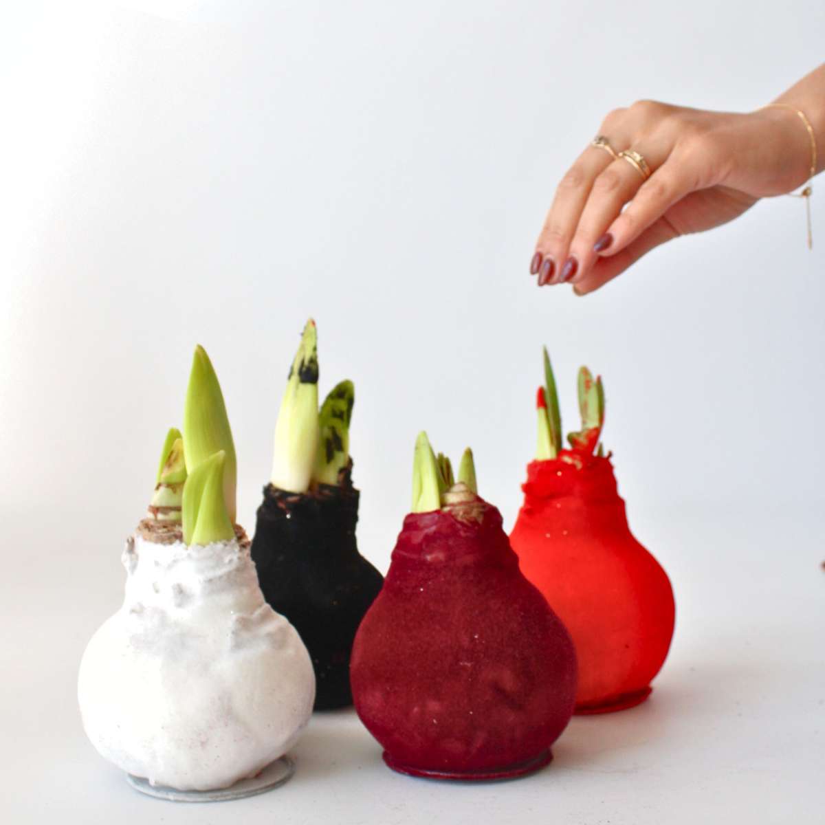 Amaryllis - Hippeastrum 'Velvet White' - Bulbe de fleur - Blanc