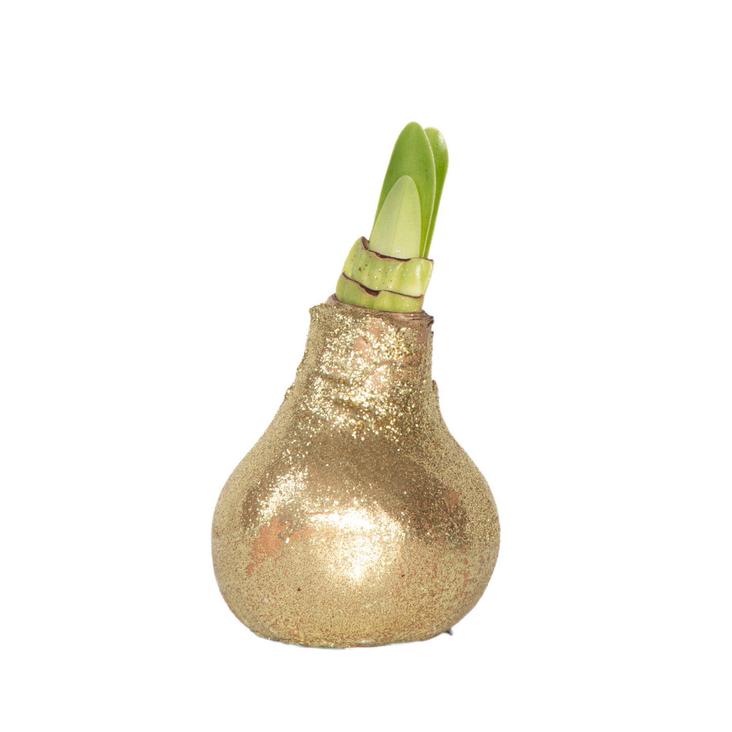 Amaryllis - Hippeastrum 'Glitter Gold' - Flower Bulb - Red