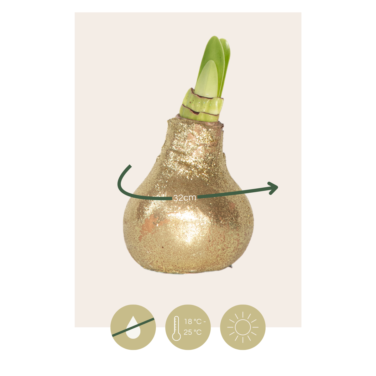 Amaryllis - Hippeastrum 'Glitter Gold' - Flower Bulb - Red