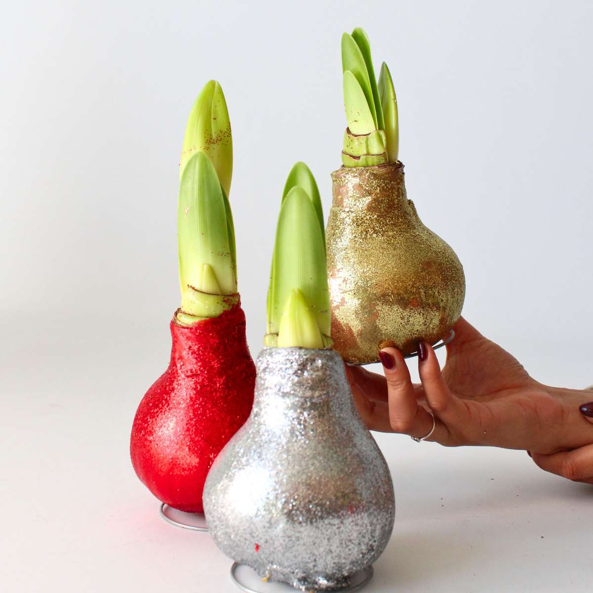Amaryllis - Hippeastrum 'Glitter Silver' - Flower Bulb - Red