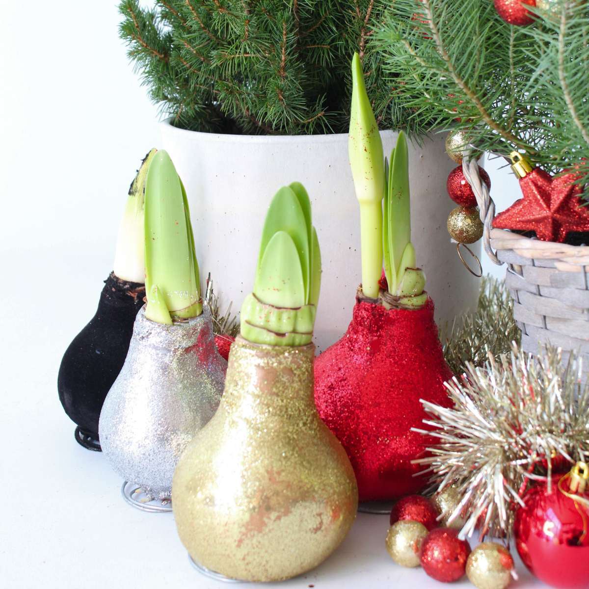 Amaryllis - Hippeastrum 'Glitter Silver' - Flower Bulb - Red