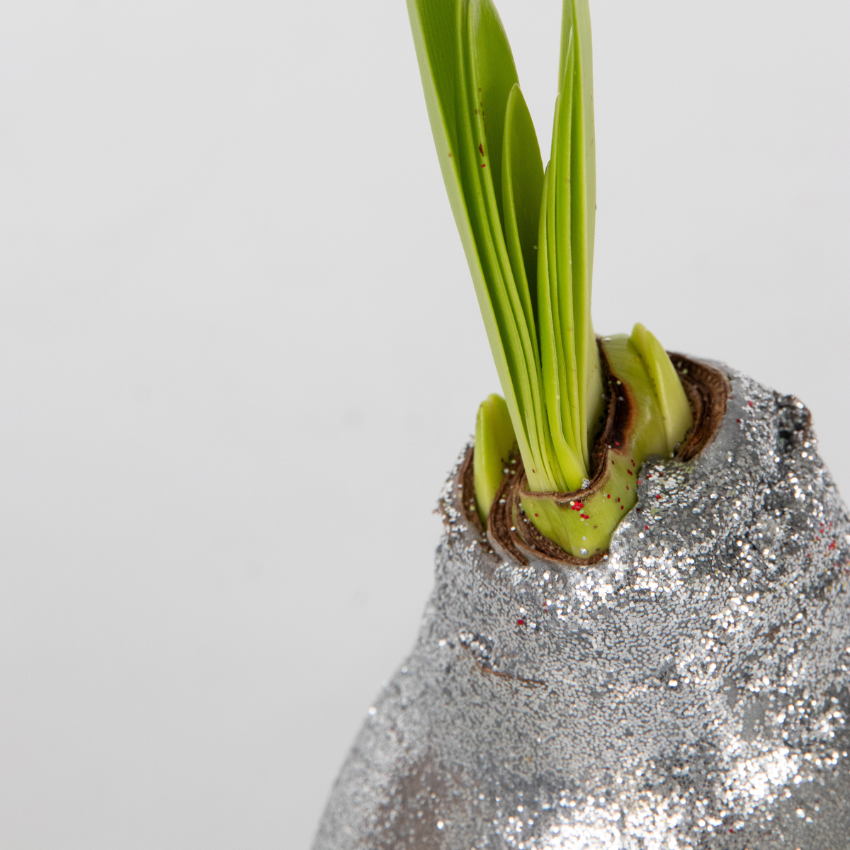Amaryllis - Hippeastrum 'Glitter Silver' - Flower Bulb - Red