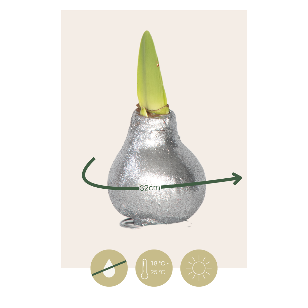 Amaryllis - Hippeastrum 'Glitter Silver' - Flower Bulb - Red